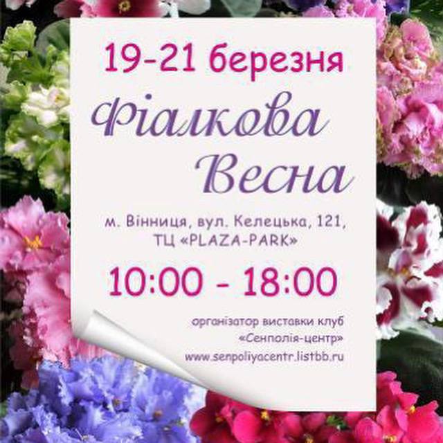 «Фіалкова весна» від клубу «Сенполія-центр» 