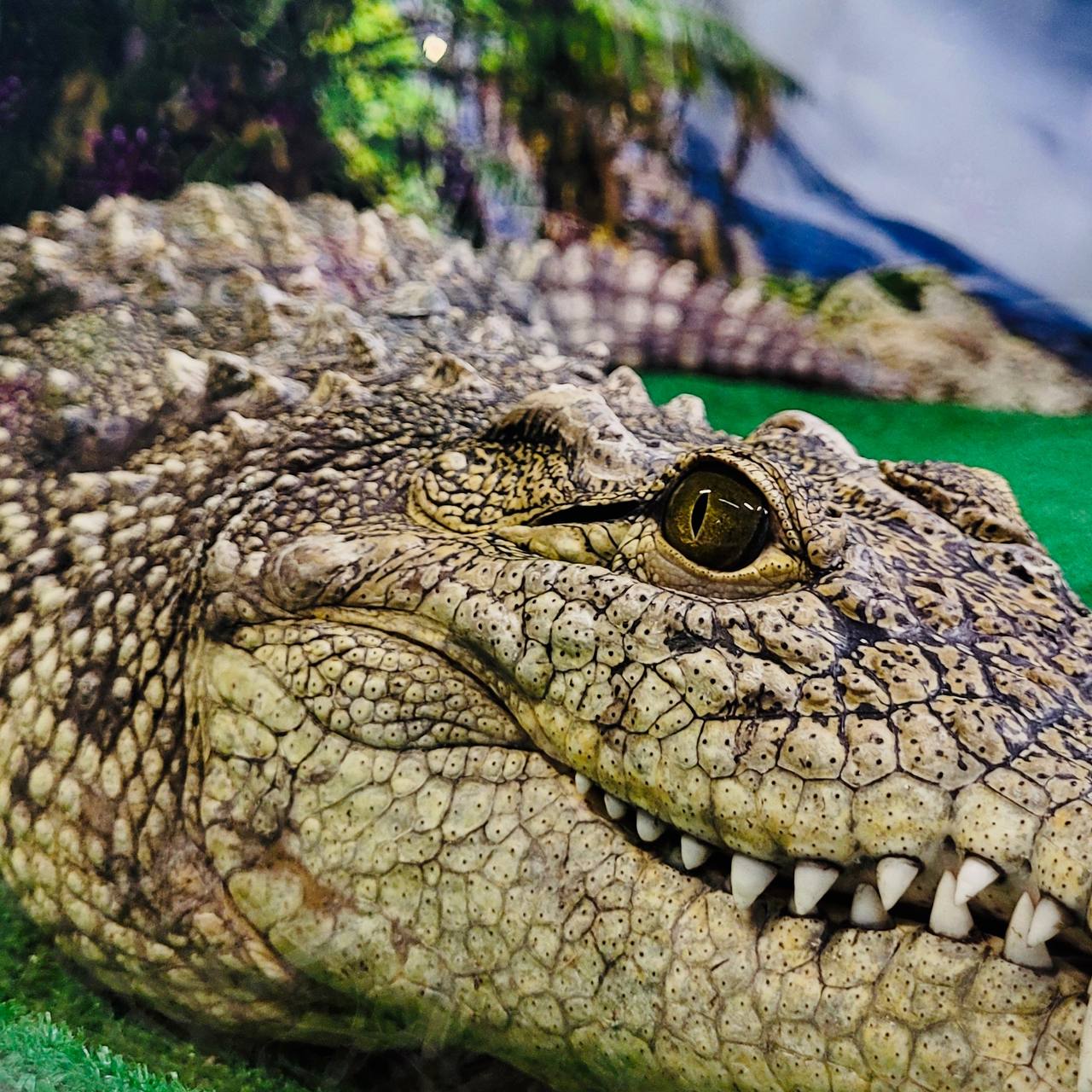 Крокодили і ферма Вас зачекались