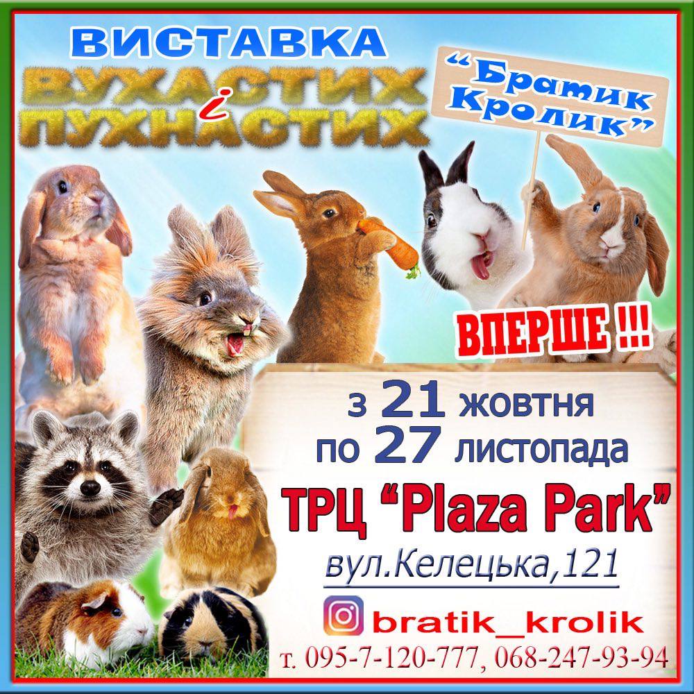 Виставка вухастих і пухнастих “Братик Кролик”