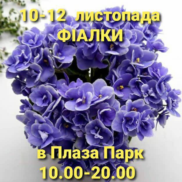 Виставка Фіалок